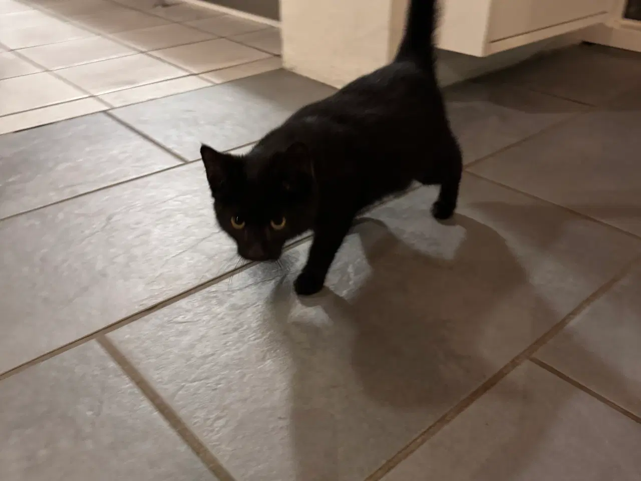 Billede 2 - Emil og Jasmin søger nyt hjem