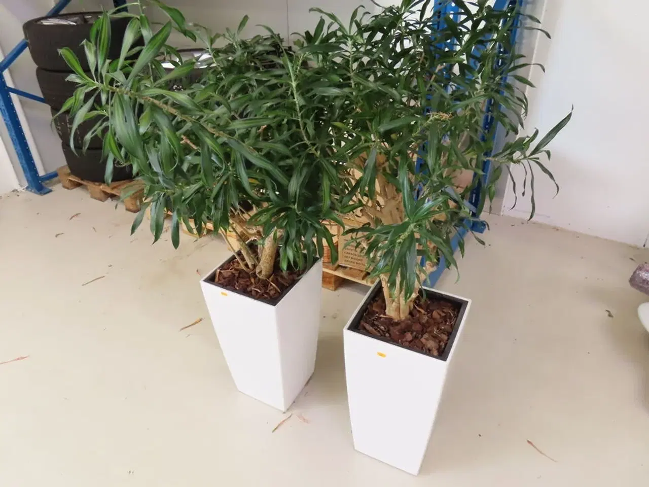 Billede 1 - 2 stk planter i krukker