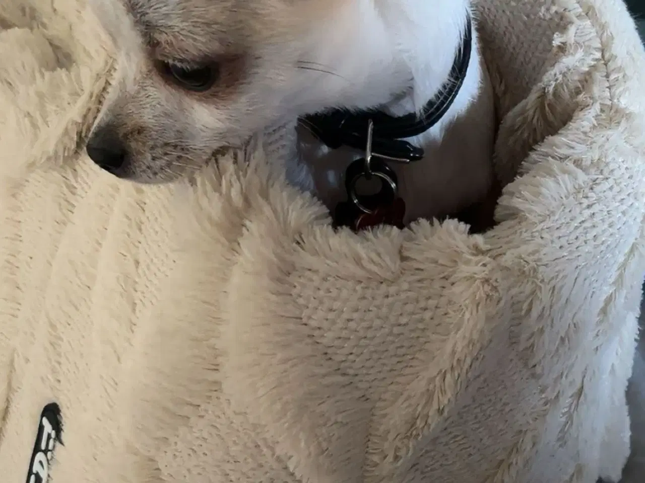 Billede 3 - Han, kort håret Chihuahua