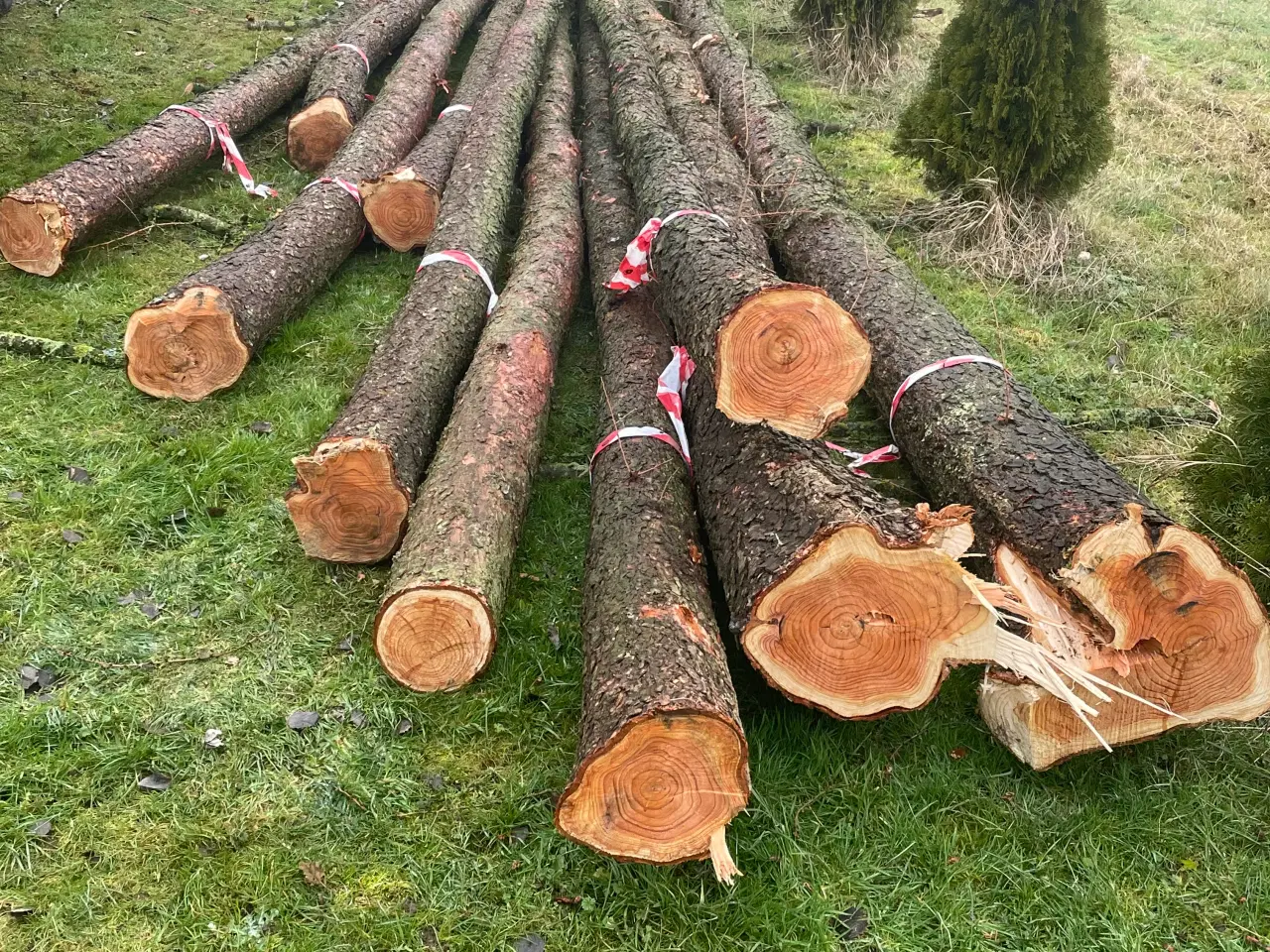 Billede 1 - Lækre stammer