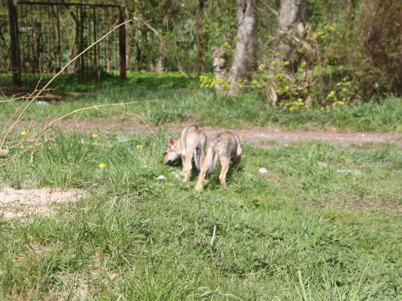 Billede 7 - Tjekkoslovakisk ulvehundehvalpe 