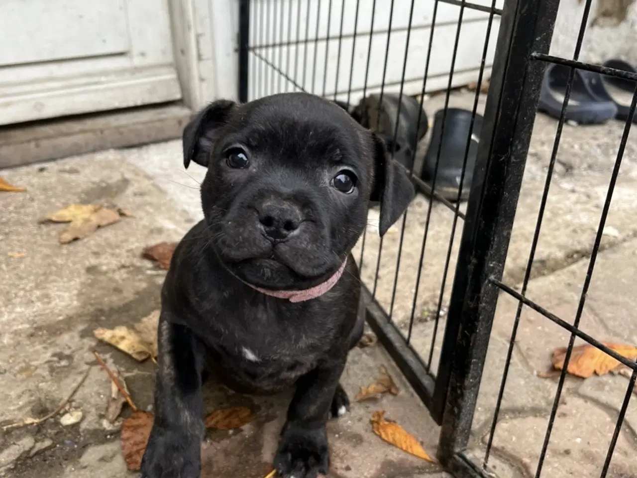 Billede 1 - Staffordshire Bull terrier