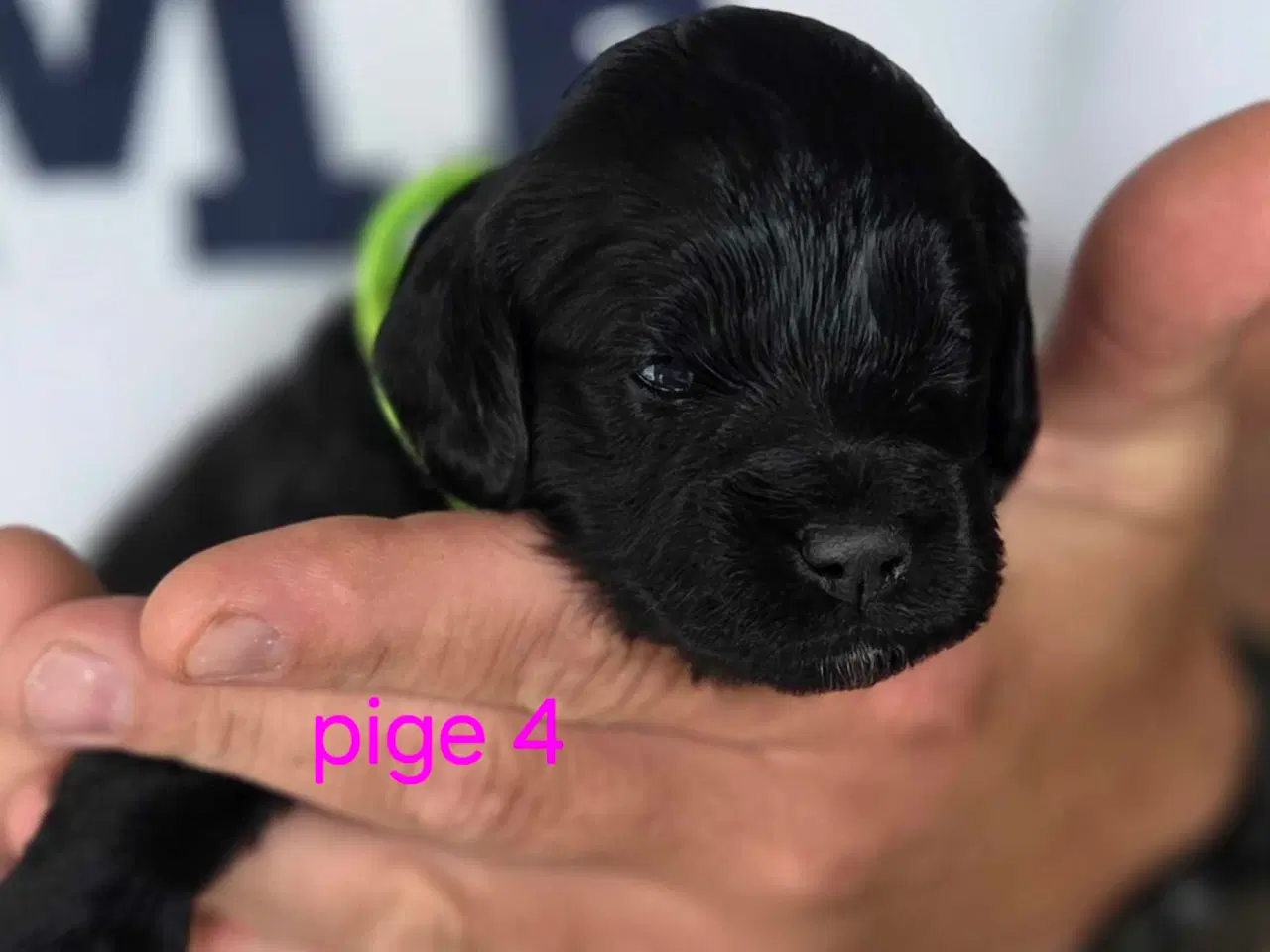 Billede 17 - F1b Cockapoo 