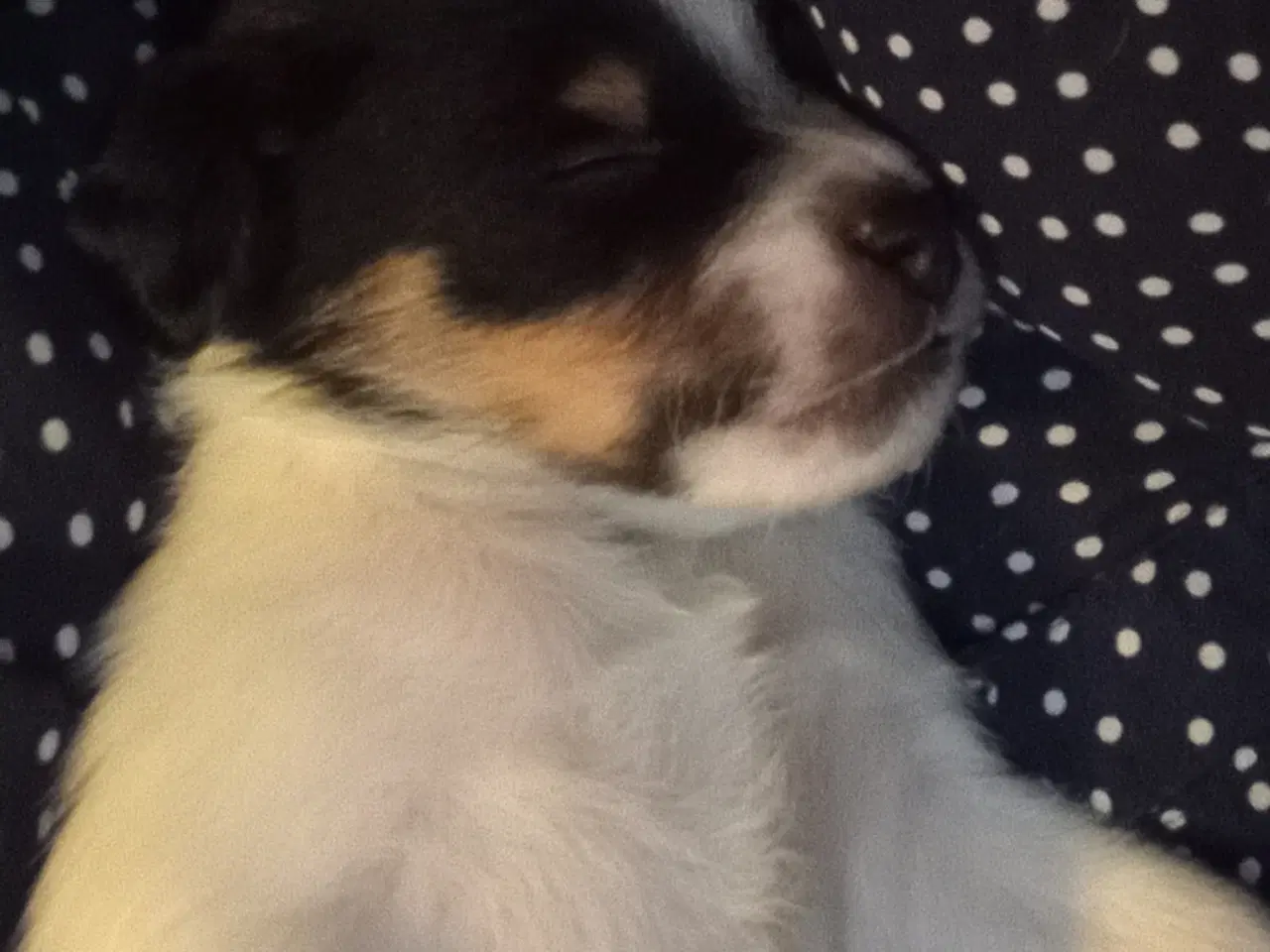 Billede 5 - Dansk Svensk gårdhunde hvalpe sælges