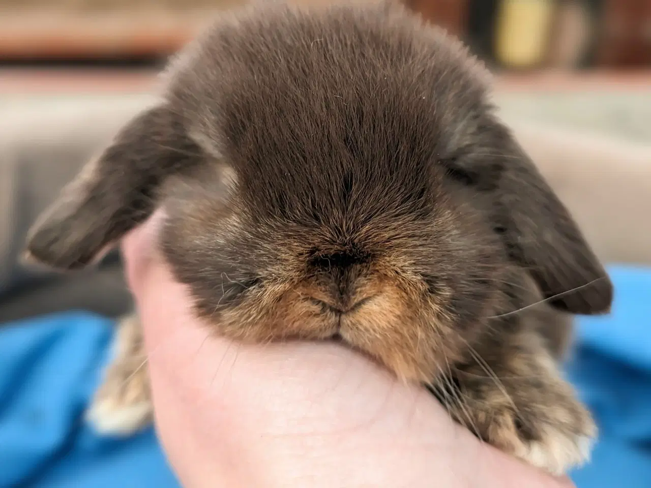 Billede 7 - Minilop kaninunge sælges