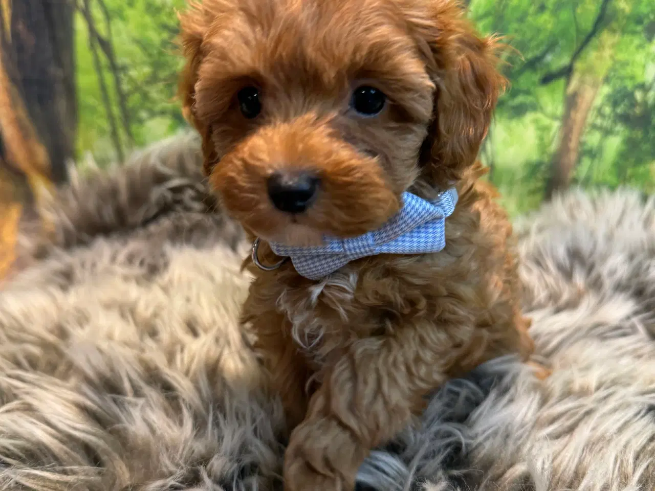 Billede 12 - Maltipoo  