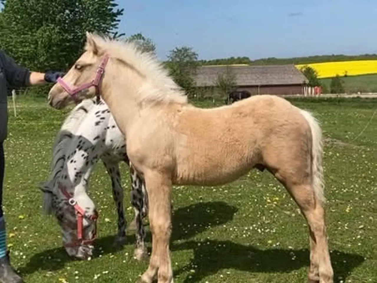 Billede 1 - Sød og kærlig palomino hingste føl.