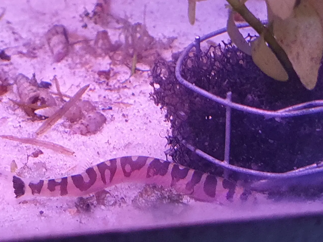 Billede 18 - KUHLI ÅL