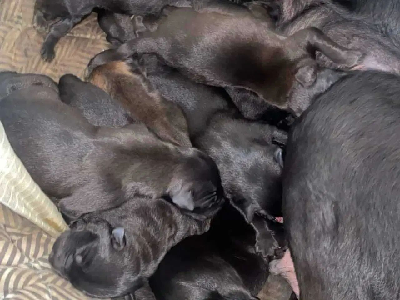 Billede 4 - De skønneste mali/schæfer hvalpe sælges🐕