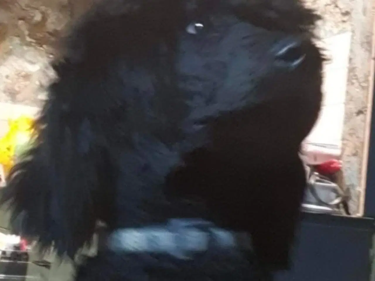 Billede 4 - Avl puddel med stambog sort hanhund 