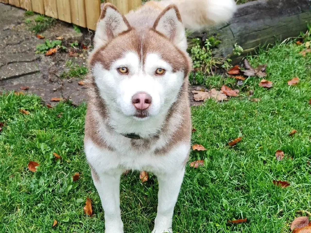 Billede 4 - Dejlig husky pige på 3 år søger nyt hjem