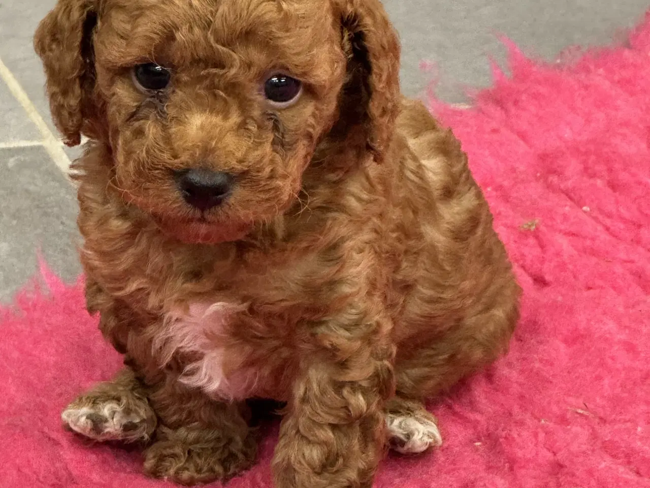 Billede 16 - Maltipoo  få rejseklar 