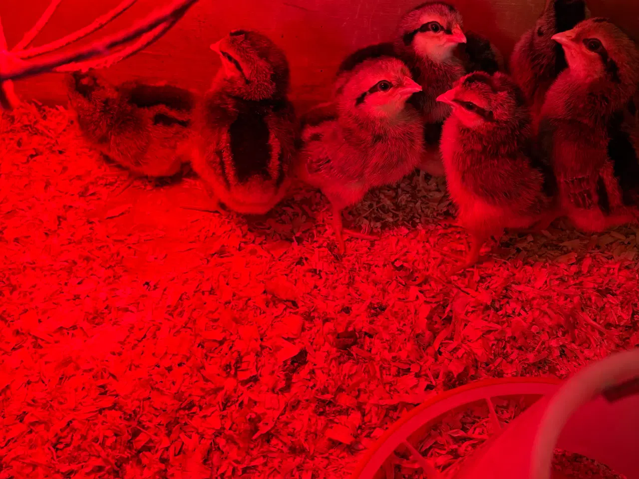 Billede 1 - Daggamle kyllinger