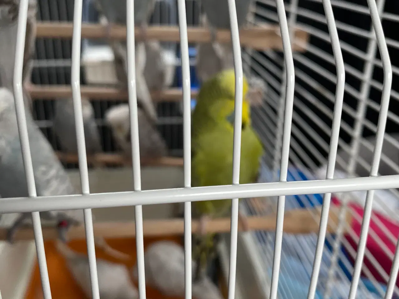 Billede 9 - Fugle Dværgpapegøje