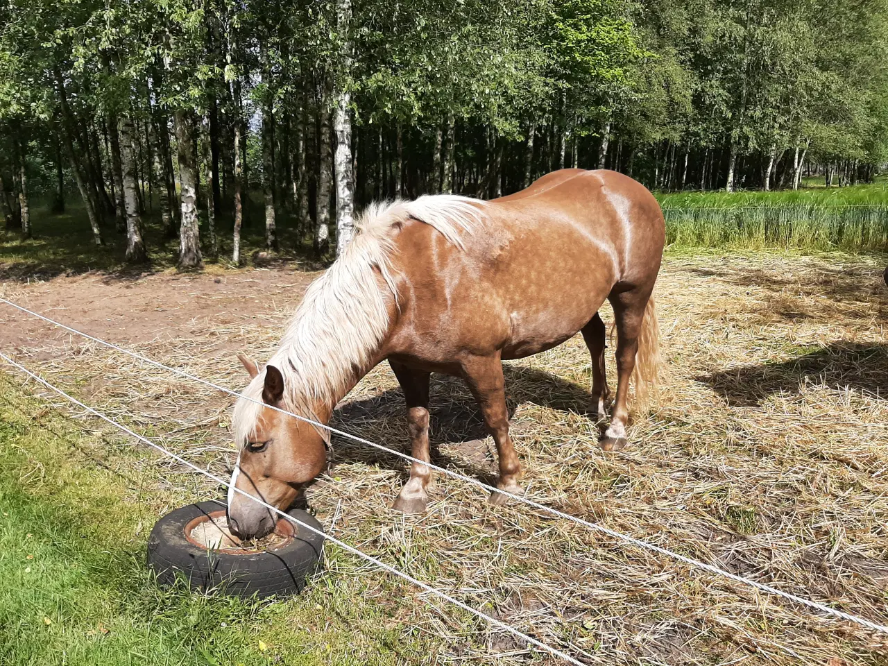 Billede 2 - To dejlige Haflinger heste begge vallaker søger et