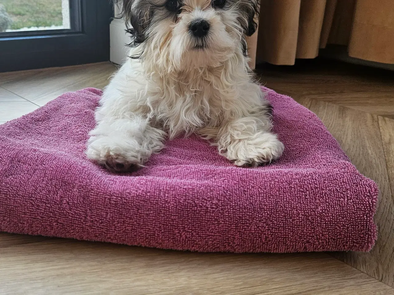 Billede 1 - Shih tzu/ Malteser hvalpe