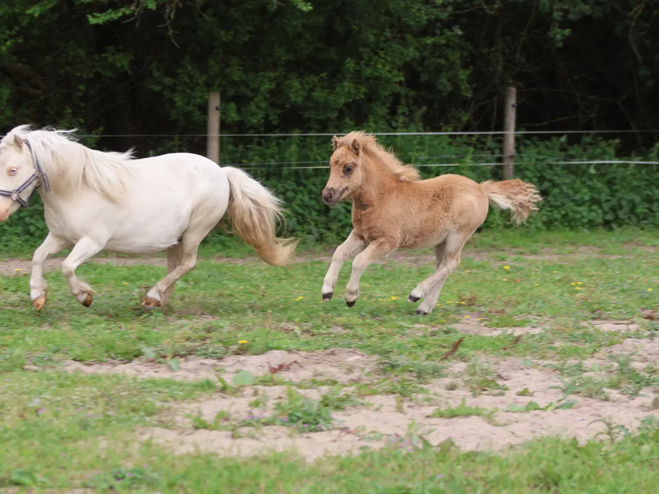 Billede 8 - palomino farvet shetlandspony hingsteføl, rødt pas