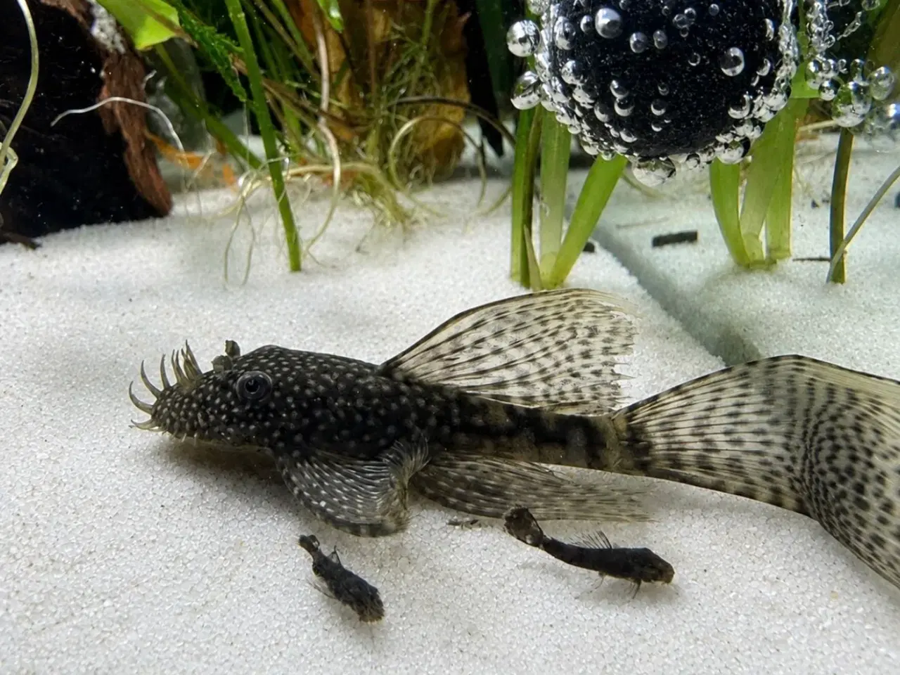 Billede 3 - 🖤Ancistrus / Bristlenose Pleco Longfin – Unger 
