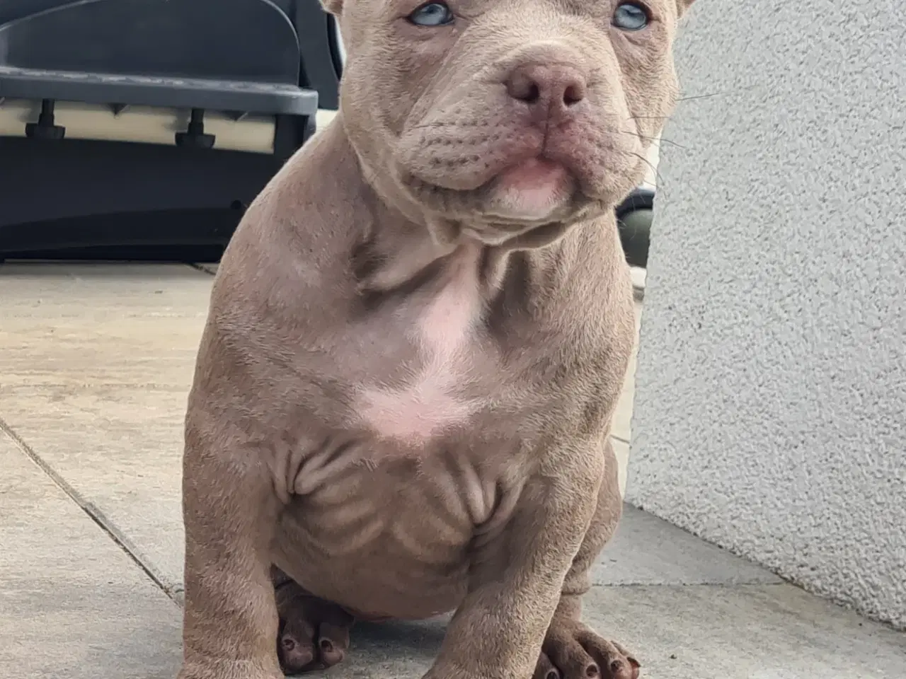 Billede 2 - American Bully Pocket -  lilla pige :-)