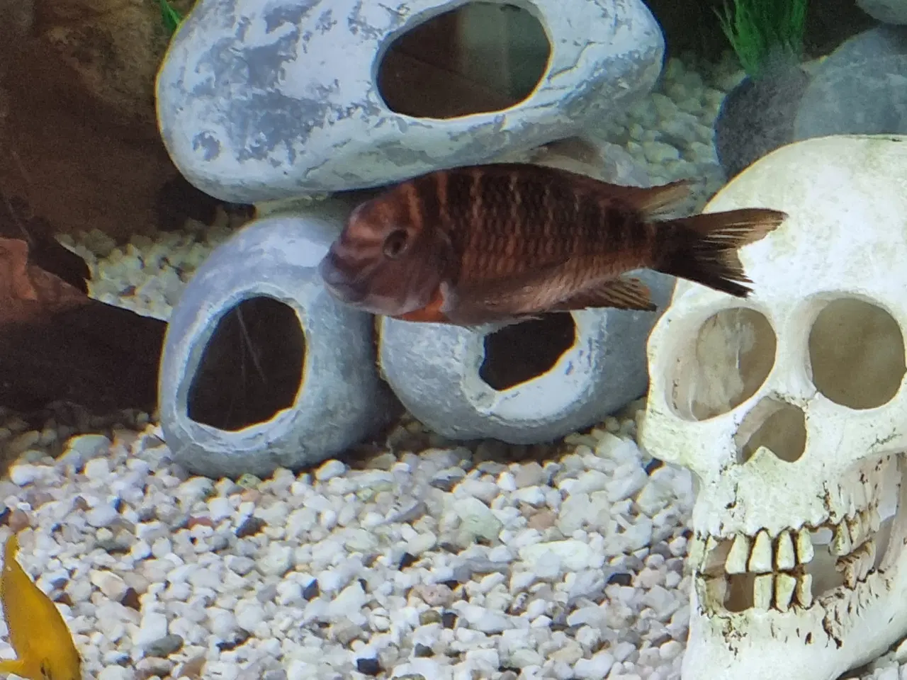 Billede 2 - Tropheus 4 stk
