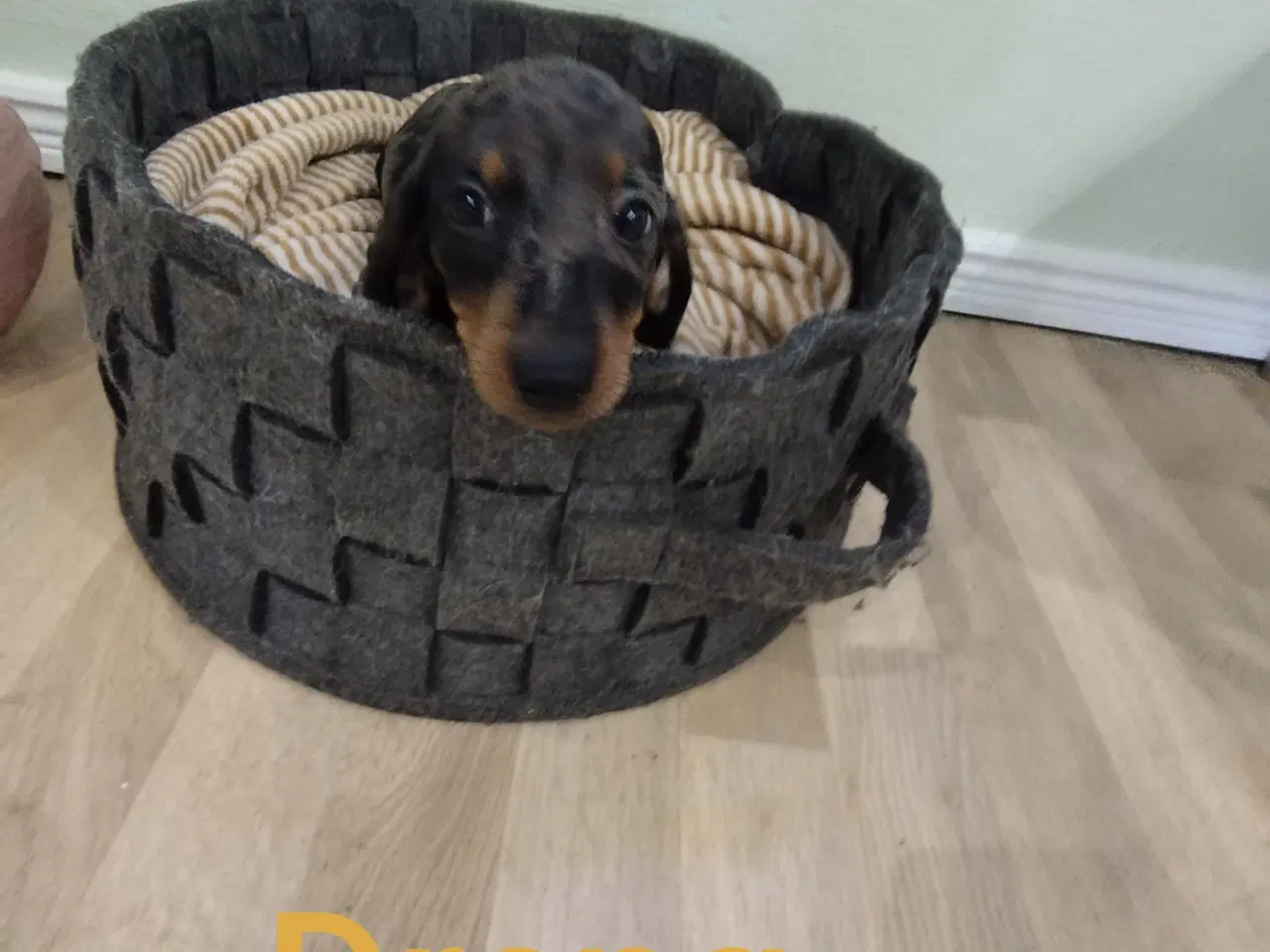 Billede 3 - Gravhunde hvalpe flotte merle farve 