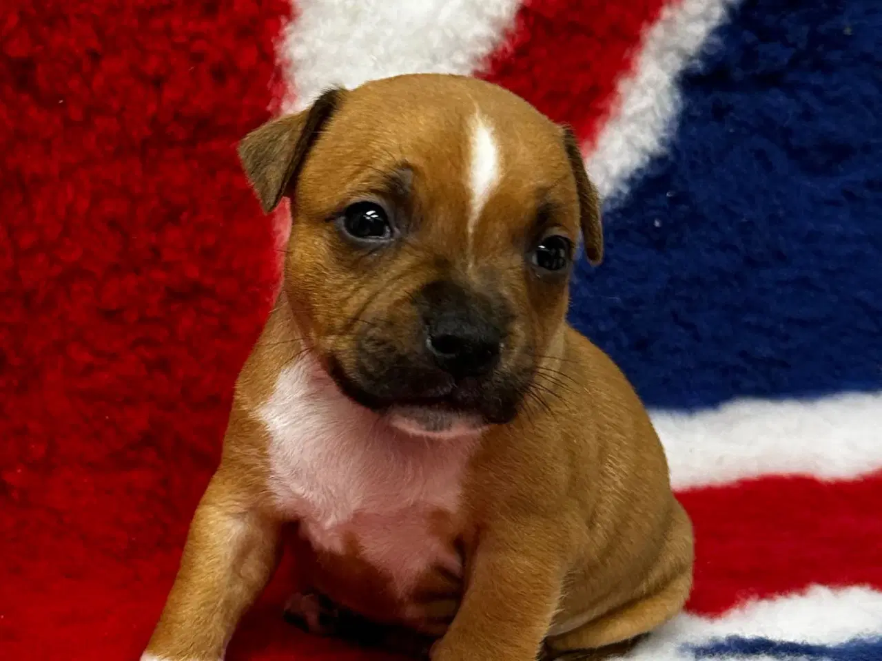 Billede 7 - De mest fantastisk staffordshire Bull terrier🐾