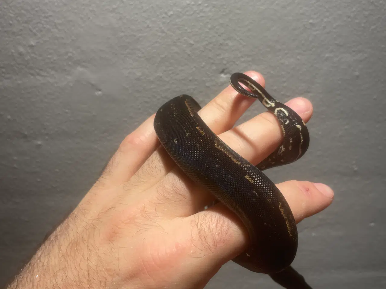 Billede 7 - Boa constrictor Keltic IMG poss Leopard Kahl A