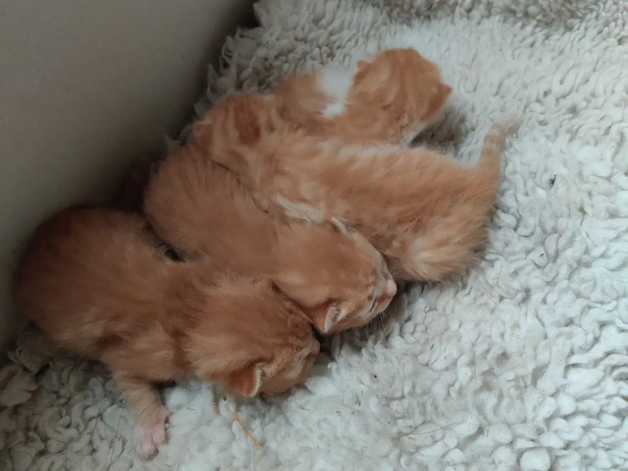Billede 3 - Røde killinger født på morsdag. Klar i uge 31