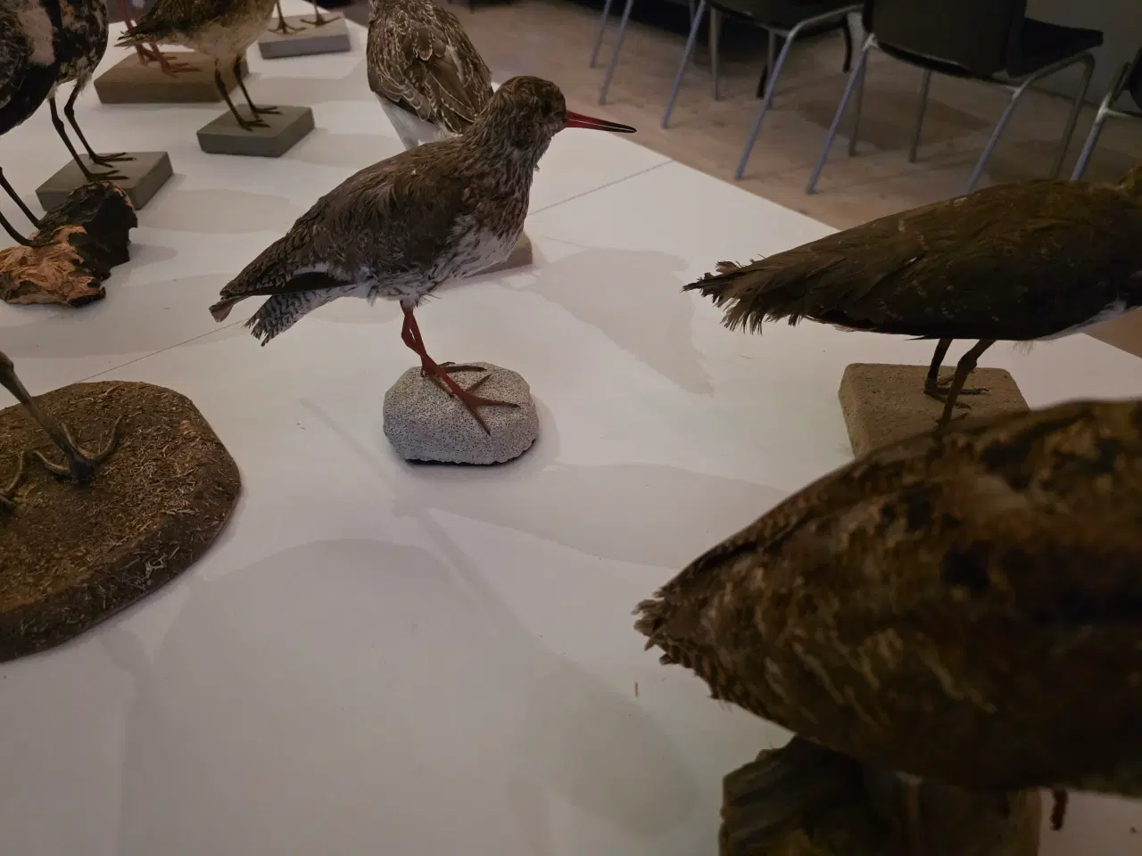 Billede 11 - Vadefugle, sælges samlet eller hver for sig