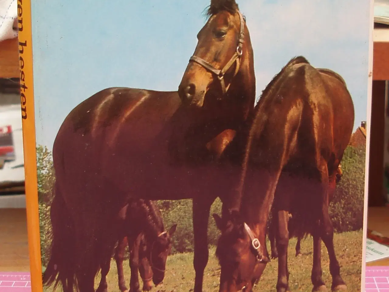 Billede 1 - Min ven hesten af Ingvald Lieberkind