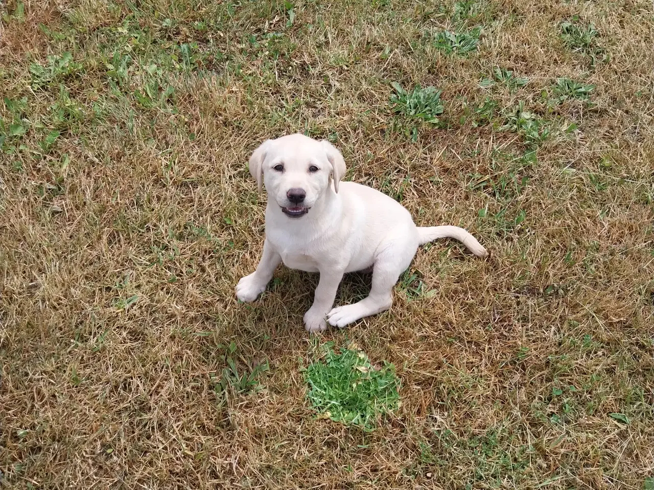 Billede 5 - Gule Labrador hvalpe