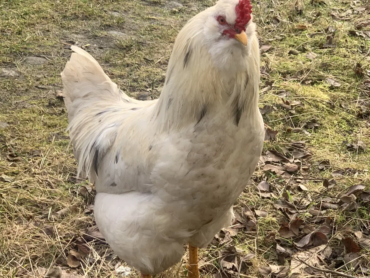 Billede 1 - Flot hvid hane