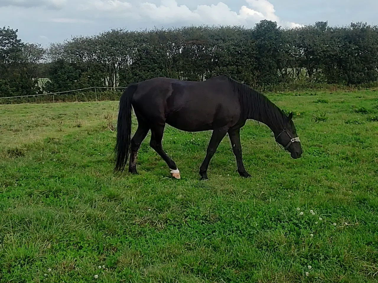 Billede 3 - Oldenborg Hoppe 