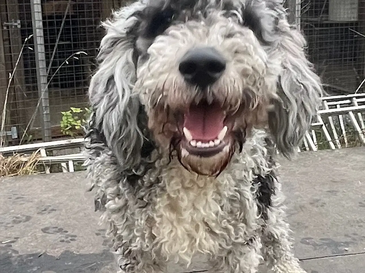 Billede 6 - Lagotto / Spansk Vandhund / Cocker