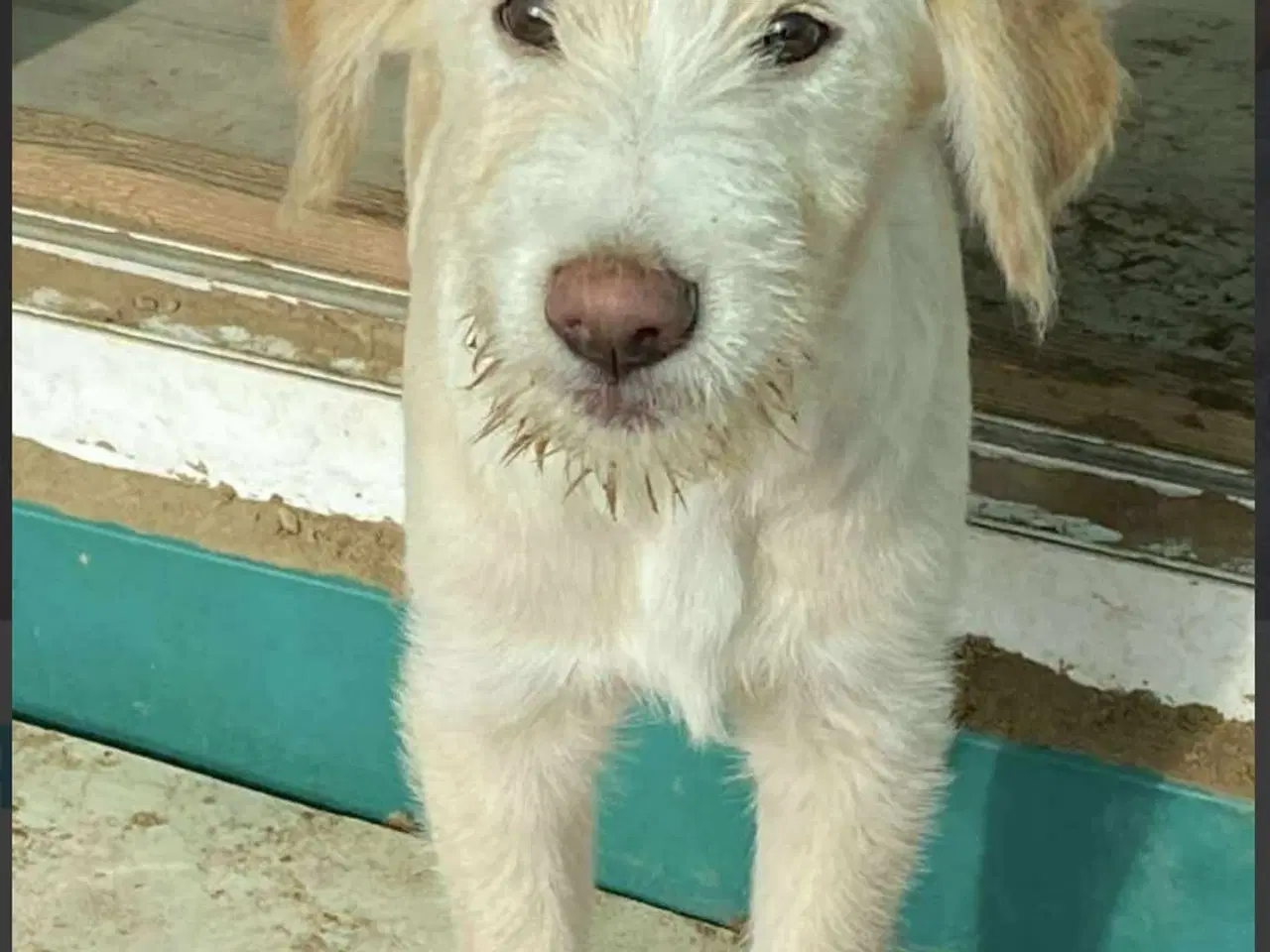 Billede 8 - Vidunderlige DJ leder efter sin 4-ever familie🏡💞