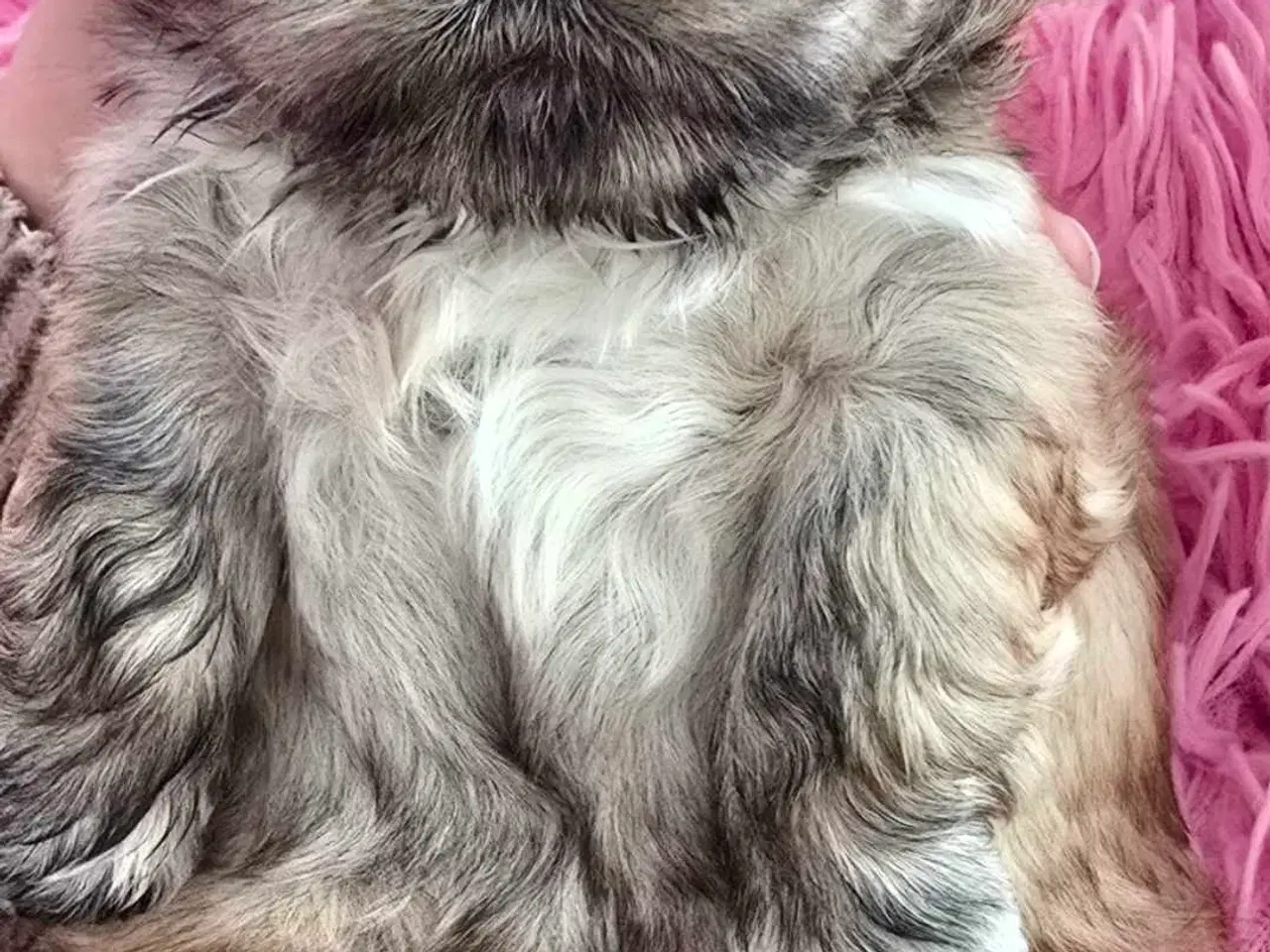 Billede 7 - Super dejlig tæve