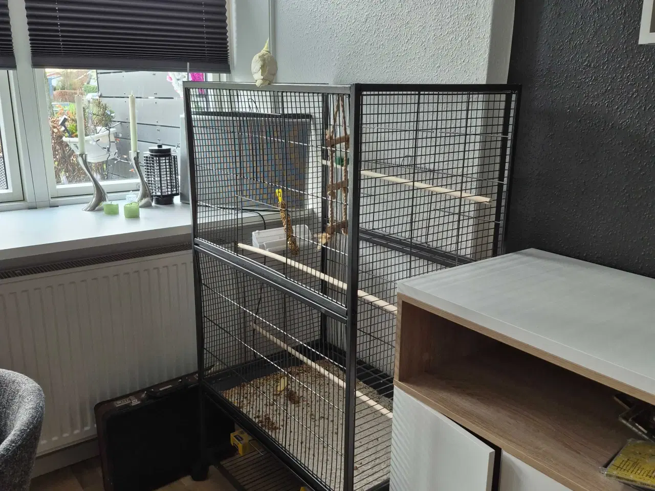 Billede 5 - Nymfeparakit med nyt bur