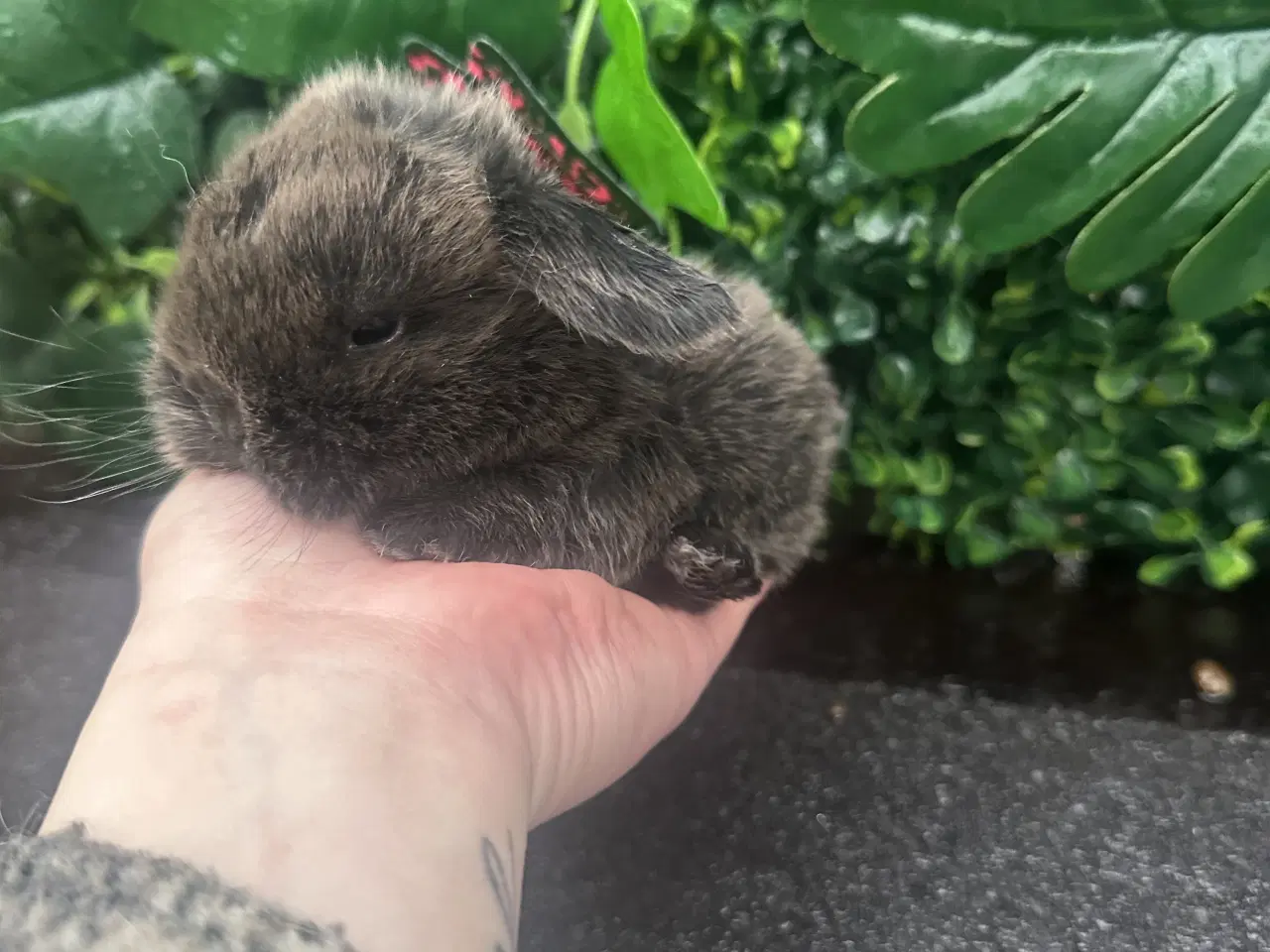 Billede 1 - Ægte minilop - kanin