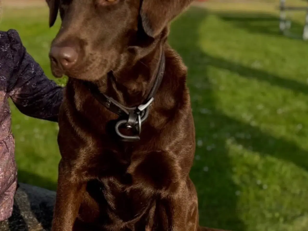 Billede 3 - Labrador hundehvalpe 