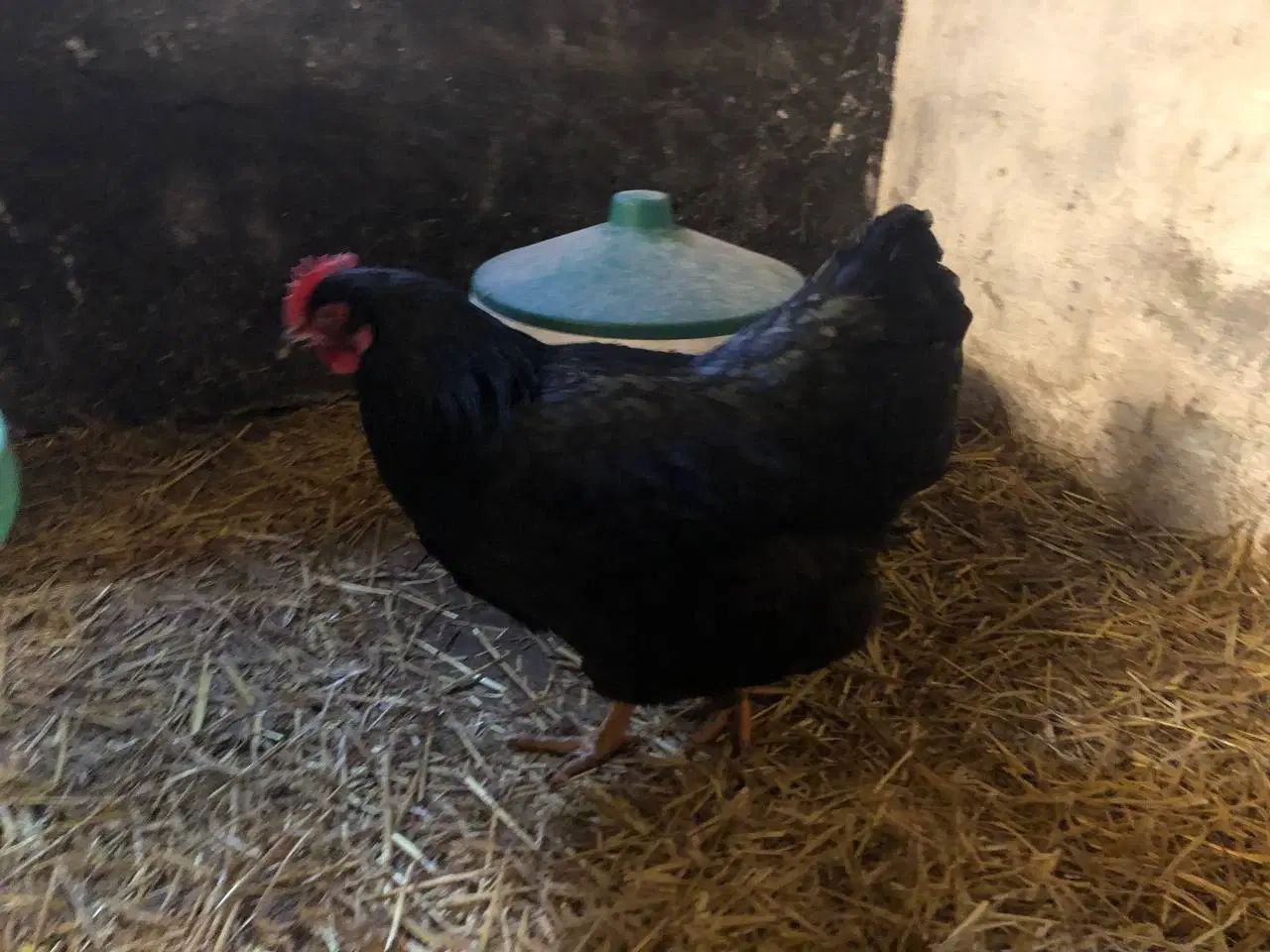 Billede 3 - Tre sorte Plymouth Rock høns sælges