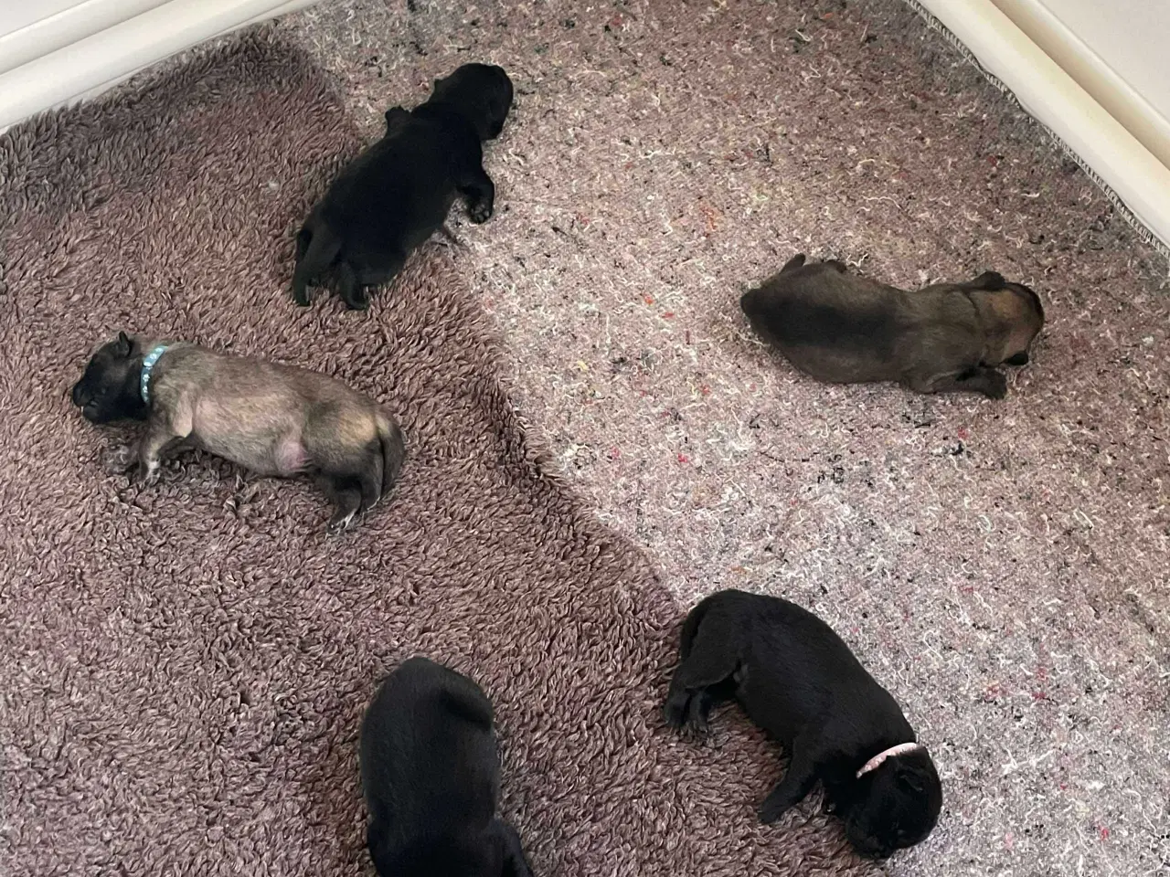 Billede 7 - Eurasier hvalpe sælges