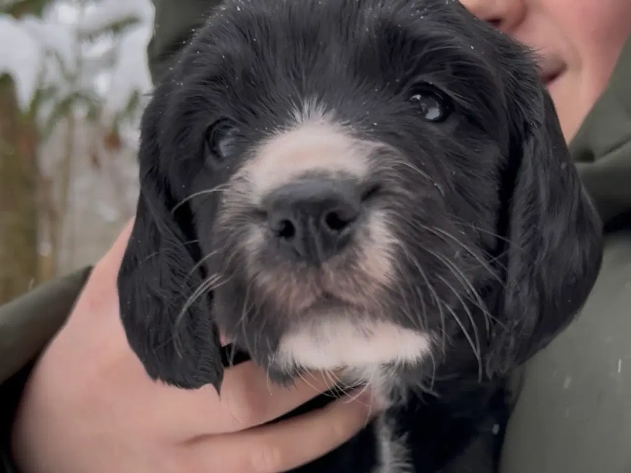 Billede 4 - Working Spaniel (FT)