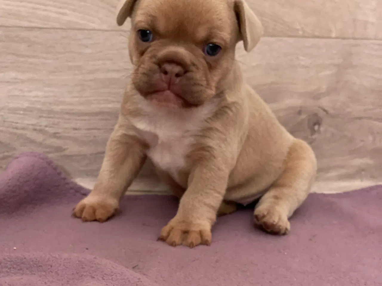 Billede 2 - Fransk bulldog hvalp