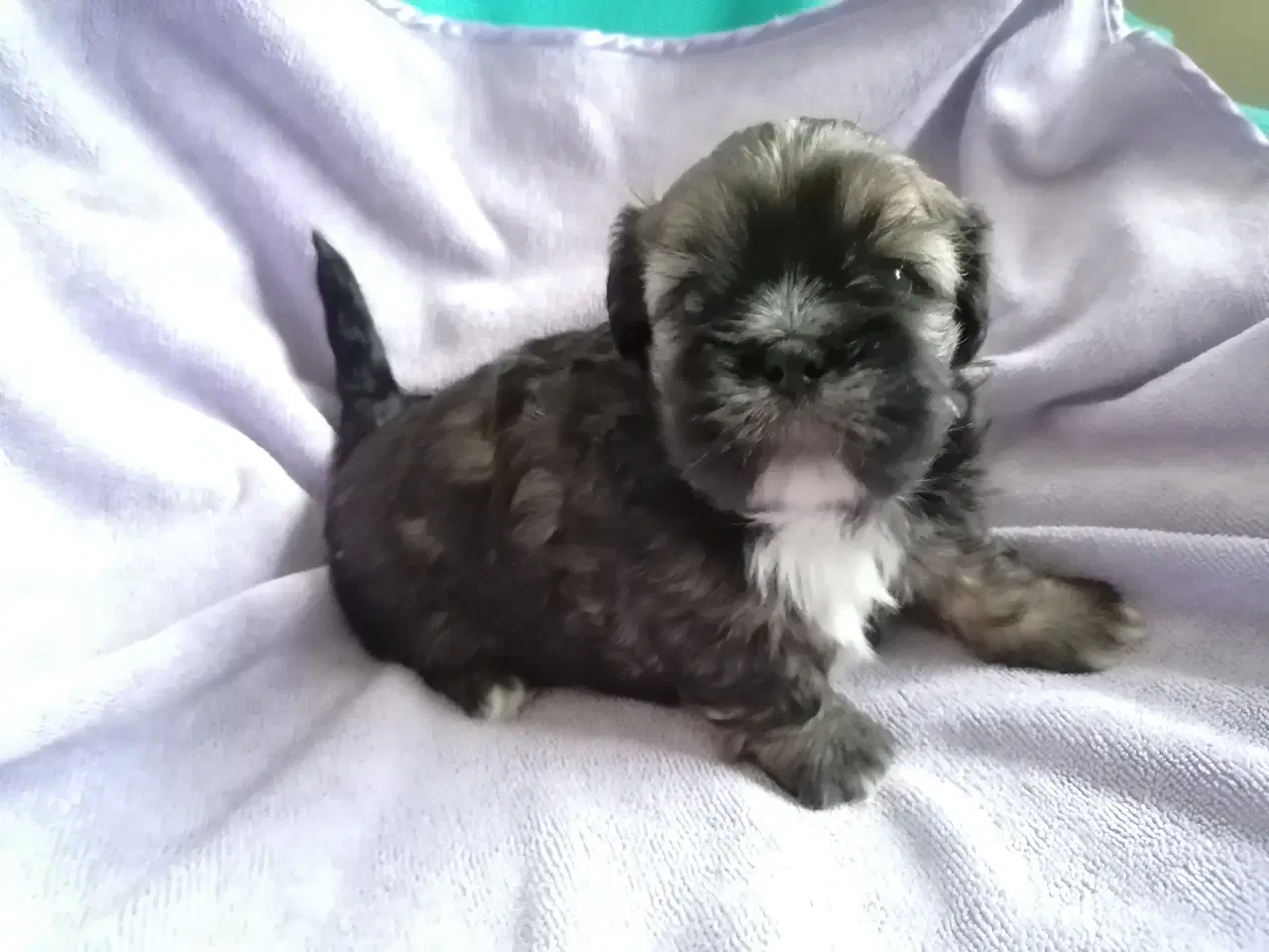 Billede 4 - Malteser / Shih Tzu