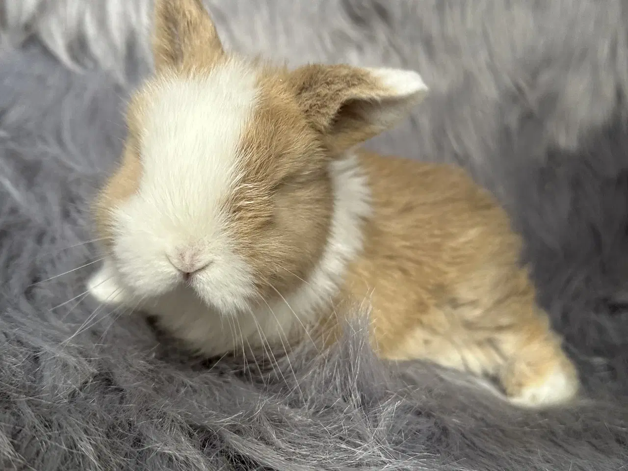 Billede 2 - Ægte minilop kanin unge 