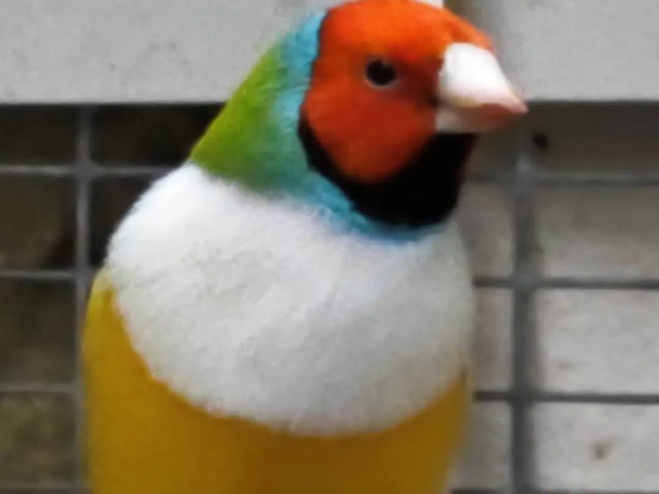 Billede 3 - Goulds amadiner