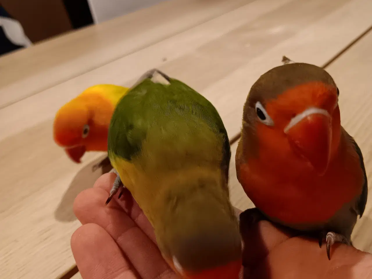 Billede 15 - 4 mdr. gamle dværgpapegøjerunger sælges 500 kr/stk