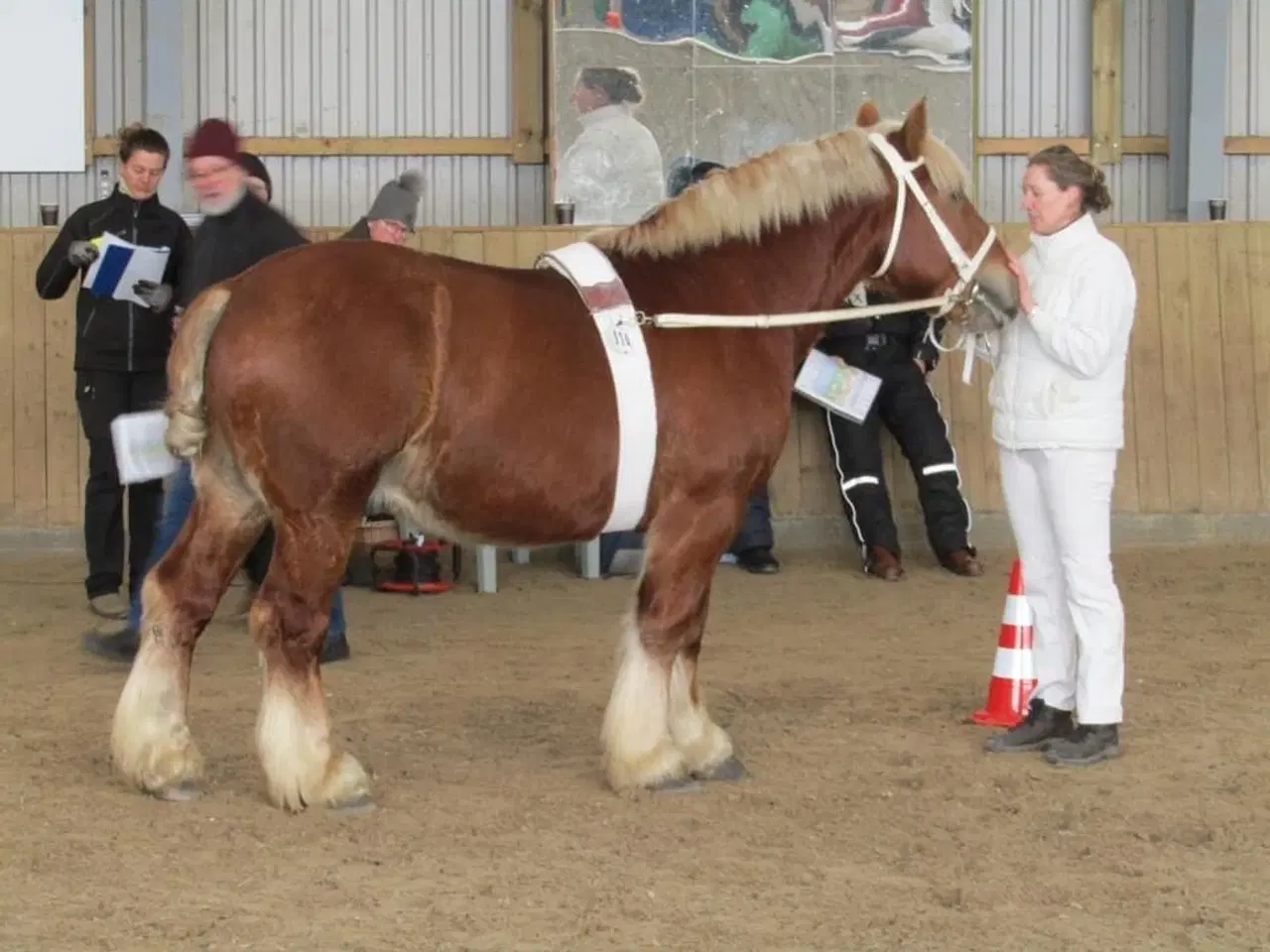 Billede 3 - Jydsk hingst 