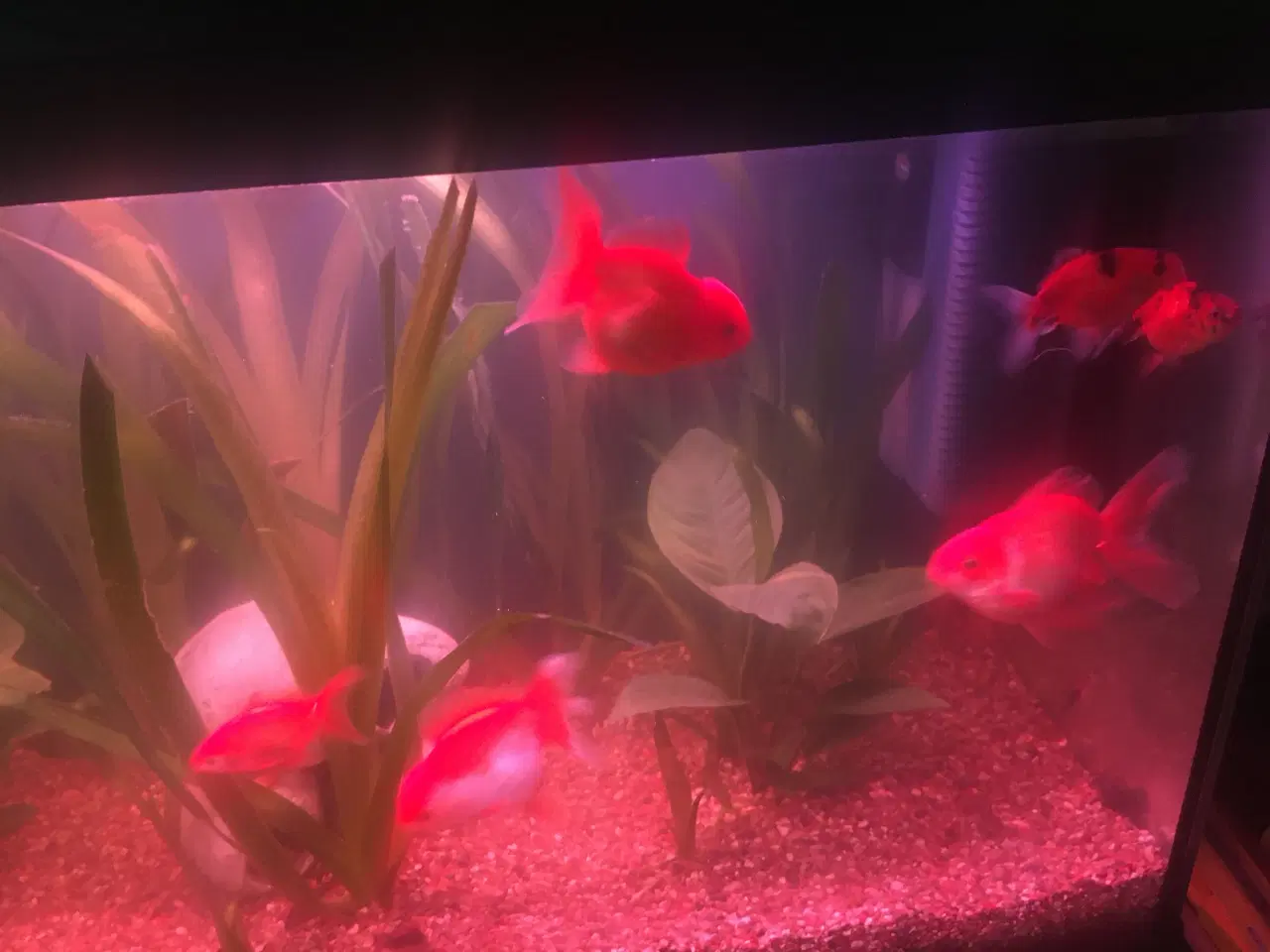 Billede 1 - Store flotte slørhaler 