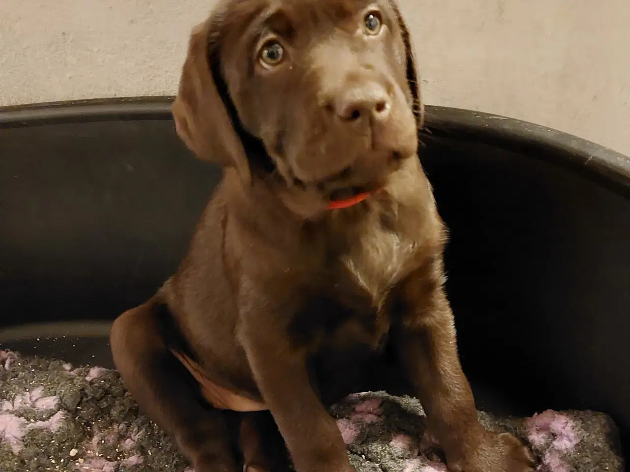 Billede 2 - Labrador hvalpene 